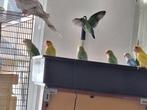 Vogels, Dieren en Toebehoren, Vogels | Parkieten en Papegaaien, Meerdere dieren