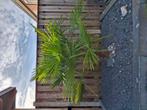 palmboom, Tuin en Terras, Planten | Bomen, 100 tot 250 cm, Zomer, Palmboom, Ophalen