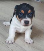 Supermooie Jack Russel pups!, Nederland, Jack Russell Terriër, CDV (hondenziekte), 8 tot 15 weken