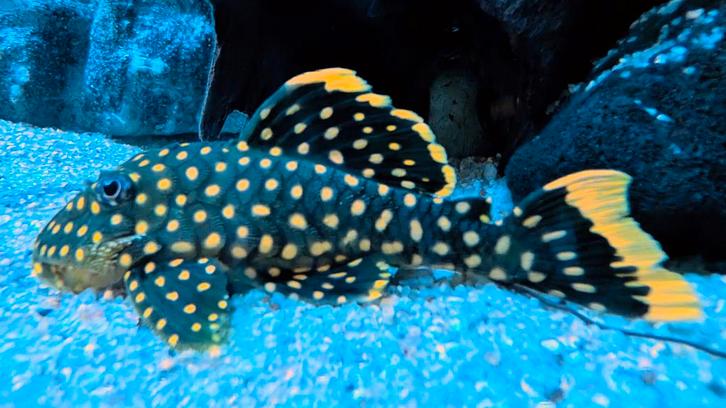 L18 Pleco Harnismeerval Baryancistrus Xanthellus ca. 14 cm, Dieren en Toebehoren, Vissen | Aquariumvissen, Vis