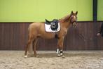 Mooie D pony te koop, Dieren en Toebehoren, Pony's, B, Gechipt, Ruin, Dressuurpony