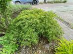 Japanse esdoorn groen blad, Ophalen, Bloeit niet, Halfschaduw, Overige soorten