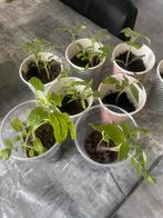 Cherrytomaat moestuin stekjes, Ophalen, Volle zon, Groenteplanten, Eenjarig