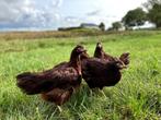 Jonge tamme Rhode Island Red kippen, gesekst en ingeënt, Dieren en Toebehoren, Pluimvee, Vrouwelijk, Kip