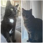 Gouden mandje gezocht (spoed), Dieren en Toebehoren, Kater, Kortharig, 6 jaar of ouder