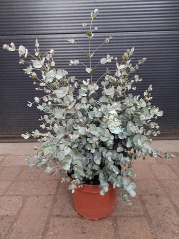 Eucalyptus Gunnii - Eucalyptusplant / Gomboom H: 65 cm. beschikbaar voor biedingen