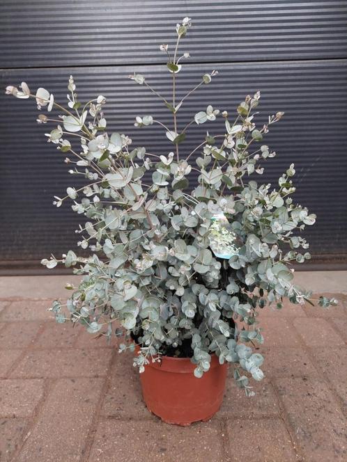 Eucalyptus Gunnii - Eucalyptusplant / Gomboom H: 65 cm., Tuin en Terras, Planten | Tuinplanten, Vaste plant, Overige soorten, Volle zon