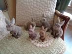 6 Vintage Flock Konijntjes / Haasjes ** Mimosa **, Diversen, Pasen, Ophalen of Verzenden, Zo goed als nieuw