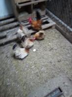 Broed eitjes van schabo kriel, Dieren en Toebehoren, Pluimvee, Meerdere dieren, Kip
