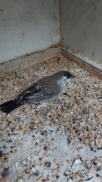 Ceresamadine  man, Dieren en Toebehoren, Mannelijk, Tropenvogel