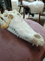 Schedel Siamese Krokodil, Verzamelen, Dierenverzamelingen, Verzenden, Nieuw, Reptiel of Amfibie, Schedel