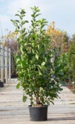 Laurierkers: Prunus laur. 'Rotundifolia', Tuin en Terras, Haag, Laurier, Ophalen, 100 tot 250 cm