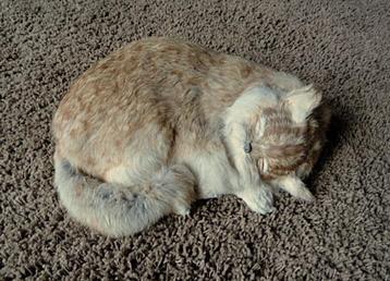 Namaak poes beschikbaar voor biedingen