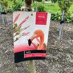 Salix integra Hakuro nishiki, Bonte wilg, flamingoboom, Vaste plant