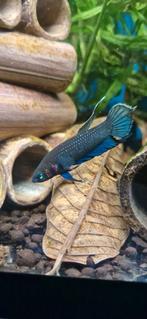 Wilde betta Mandor, Vis, Zoetwatervis