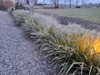 Carex morrowii 'ice dance' stekken siergras zegge makkelijk, Vaste plant, Siergrassen, Ophalen of Verzenden, Halfschaduw