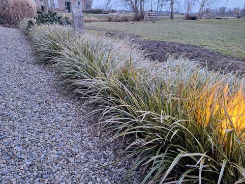 Carex morrowii 'ice dance' stekken siergras zegge makkelijk, Tuin en Terras, Planten | Tuinplanten, Vaste plant, Siergrassen, Halfschaduw