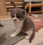 Britse korthaar kittens, Dieren en Toebehoren, Katten en Kittens | Raskatten | Korthaar, Meerdere dieren, Ontwormd, 0 tot 2 jaar