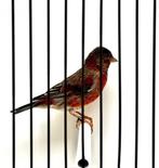 Te Koop Diverse Bastaarden, Dieren en Toebehoren, Vogels | Overige Vogels, Meerdere dieren, Wildzangvogel, Geringd