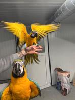 Jonge blauwgele ara,s, Dieren en Toebehoren, Vogels | Parkieten en Papegaaien, Meerdere dieren, Papegaai, Tam