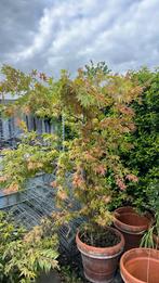 Japanse esdoorn 175/225 cm hoog, in terracotta pot, 100 tot 250 cm, Zomer, Palmboom, Ophalen