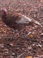 Koppel Rode Ardenner kalkoenen, Dieren en Toebehoren, Pluimvee, Meerdere dieren, Kalkoen