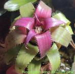 Neoregelia pendula 'Giant pink', Ophalen of Verzenden, Zomer, Volle zon