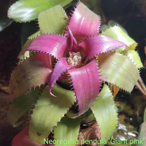 Neoregelia pendula 'Giant pink', Tuin en Terras, Planten | Tuinplanten, Volle zon, Zomer, Ophalen of Verzenden