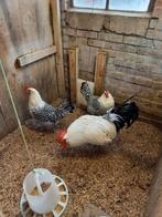 Trio grote Groningen meeuwen zilverpel, Dieren en Toebehoren, Pluimvee, Meerdere dieren, Overige soorten