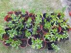 Liguster - jonge haagplant - borderplant OP=OP Laatste kans!, Ophalen, Liguster, Struik, Minder dan 100 cm
