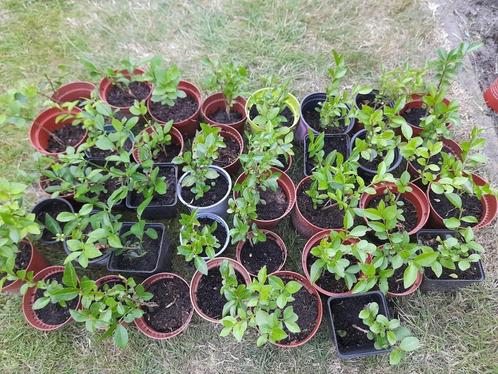 Liguster - jonge haagplant - borderplant OP=OP Laatste kans!, Tuin en Terras, Planten | Struiken en Hagen, Struik, Liguster, Minder dan 100 cm
