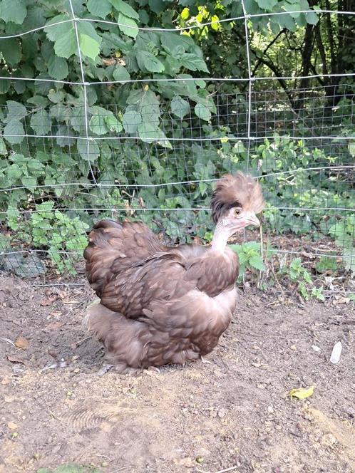 Te ruil: Usa zijdehoen motteld gladveer nh hen, Dieren en Toebehoren, Pluimvee, Kip, Vrouwelijk