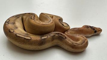 Champagne DH clown hypo (ghost) vrouw 2025 ball python beschikbaar voor biedingen