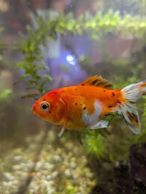Twee leeuwenkop sluierstaartvissen, Dieren en Toebehoren, Vissen | Aquariumvissen, Zoetwatervis, Vis