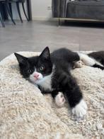 Britse korthaar bluepoint kittens, Dieren en Toebehoren, Katten en Kittens | Raskatten | Korthaar, Poes, Ontwormd, 0 tot 2 jaar