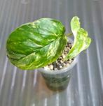 Monstera lechleriana variagata, Ophalen of Verzenden, Halfschaduw, Minder dan 100 cm