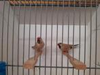 Spitsstaart amadines, Meerdere dieren, Tropenvogel, Geringd
