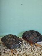Chinese kwartels hanen, Meerdere dieren, Overige soorten