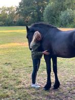 Drachtige friese 3e premie stb AA en stermerrie te koop, Dieren en Toebehoren, Paarden, Merrie, Gechipt, Dressuurpaard, Zadelmak