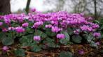 cyclamen coum zaailingen, Overige soorten, Volle zon, Vaste plant, Ophalen of Verzenden