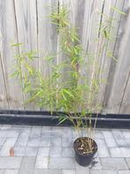 Fagesia robusta 'Campbell', Ophalen, Zomer, Overige soorten, Volle zon