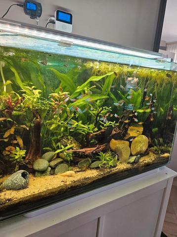 Neon Tetra, Vuur Tetra, Apistogramma Borelli beschikbaar voor biedingen