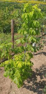 Vederesdoorn esdoorn Acer Negundo, Ophalen, Esdoorn, Struik, 100 tot 250 cm