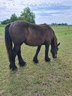 Brabants trekpaard te koop, Dieren en Toebehoren, Paarden, Merrie, Recreatiepaard, Gechipt, 0 tot 2 jaar