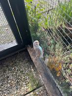 Te koop jonge parkieten om tam temaken uit buitenvoliere, Dieren en Toebehoren, Vogels | Parkieten en Papegaaien, Meerdere dieren
