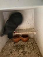 Duiven, Dieren en Toebehoren, Vogels | Duiven, Vrouwelijk, Kropper