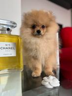Pomeranian mini boo teefje pomeriaan bear pup FCI klein boo, Dieren en Toebehoren, Rabiës (hondsdolheid), Overige rassen, 8 tot 15 weken