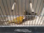 Kanaries, Dieren en Toebehoren, Vogels | Kanaries, Meerdere dieren, Kleurkanarie