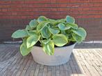 Prachtige Hosta planten Tokudama Flavocircinalis, Ophalen, Zomer, Overige soorten, Halfschaduw