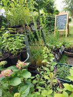 Hobbykwekerij de Zonnehoed, eigen gekweekte tuinplanten, Volle zon, Vaste plant, Zomer, Ophalen